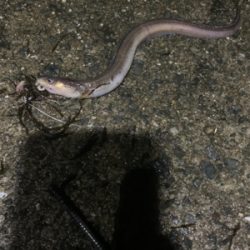 まさかのブラクリで！