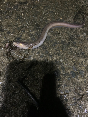 まさかのブラクリで！