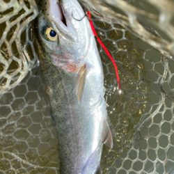 エリアトラウト