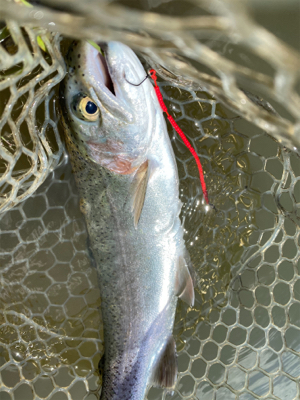 エリアトラウト