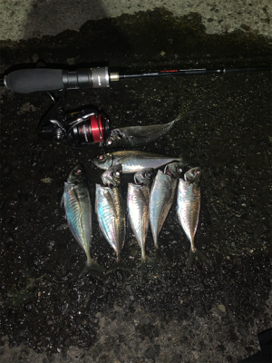 Newタックル入魂釣行♪