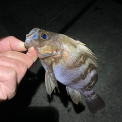 メバル好調です