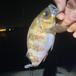 Fシステム+熟成アクアは餌釣り?