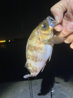 Fシステム+熟成アクアは餌釣り?