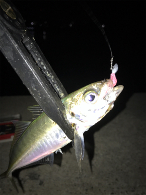 久しぶりのアジング(^｡^)