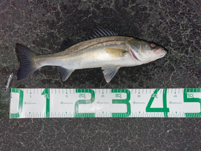 春のシーバスシーズン到来