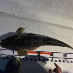 マゴチ　シーバス