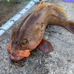 いつものポイント