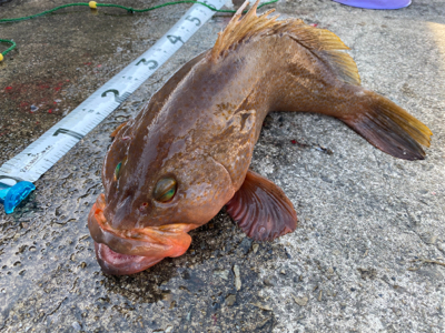 いつものポイント