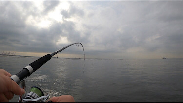 ベイト回遊あり