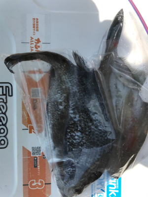 尾道周辺でまったりフカセ