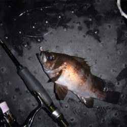 メバルダービー最終日