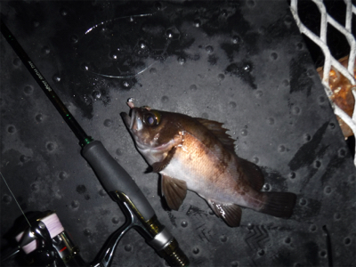 メバルダービー最終日