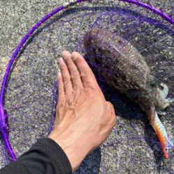 春烏賊を求めて。