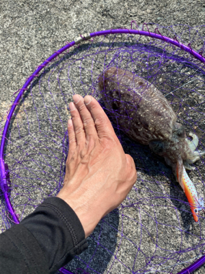 春烏賊を求めて。