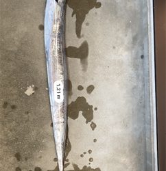 でっかいタチウオ