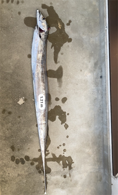 でっかいタチウオ