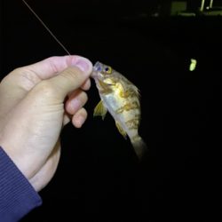 青物はまだ、、