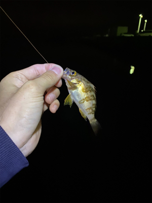 青物はまだ、、