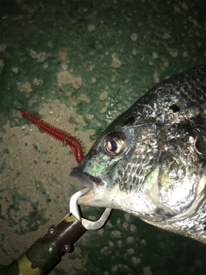 バチパターン？