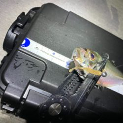 強風で満月の中でのアジング