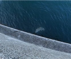 エソ　和田防新波止