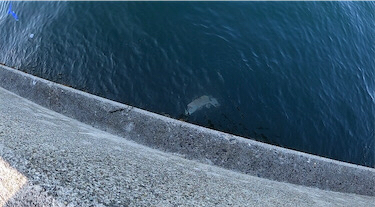 エソ　和田防新波止