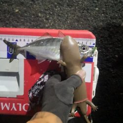 アジング練習　287　