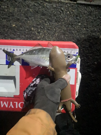 アジング練習　287　