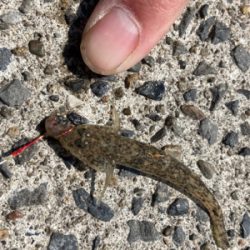 堤防から鱚釣りで3目達成