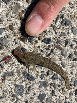 堤防から鱚釣りで3目達成