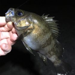 メバル好調です