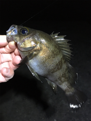 メバル好調です