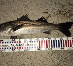 バチ抜けシーバス