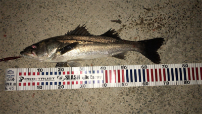 バチ抜けシーバス