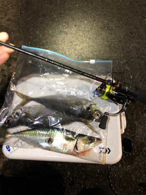 Newタックル釣行!