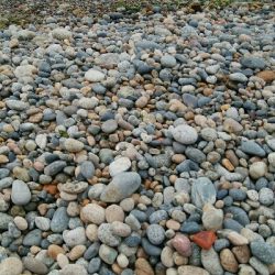 ヒラメ2枚。そして、竿折れる・・・