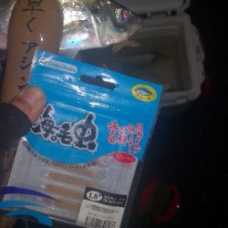 アジング練習　288　ゴーセン　ホンテロンエステルリーダー