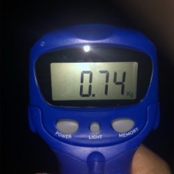 魚がダメならイカでも釣るか