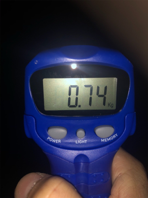 魚がダメならイカでも釣るか