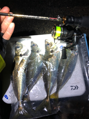 雨上がりアジング！