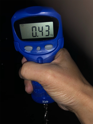 連夜のエギング