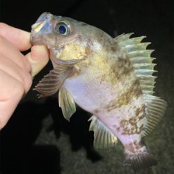 メバルどんどん上げ調子