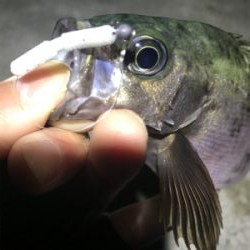 フロートメバリング