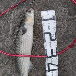 4/18釣果カンダイキビレアジチヌ