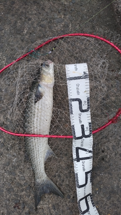 4/18釣果カンダイキビレアジチヌ