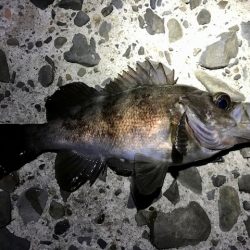 フロートリグで尺メバル探し