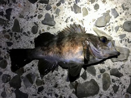 フロートリグで尺メバル探し