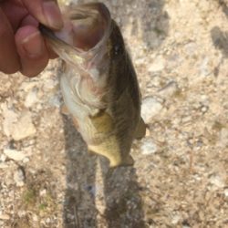 サイズは伸びず