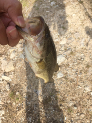 サイズは伸びず